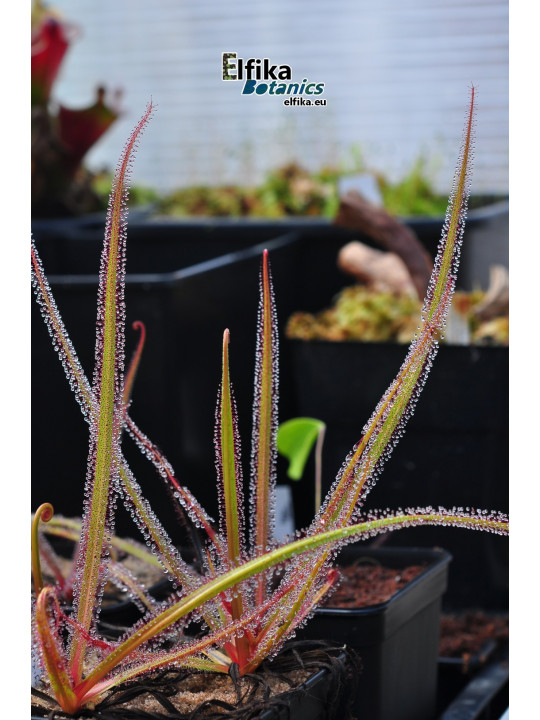 Drosera regia Big Easy