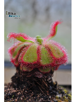 Drosera cuneifolia Table Mountain