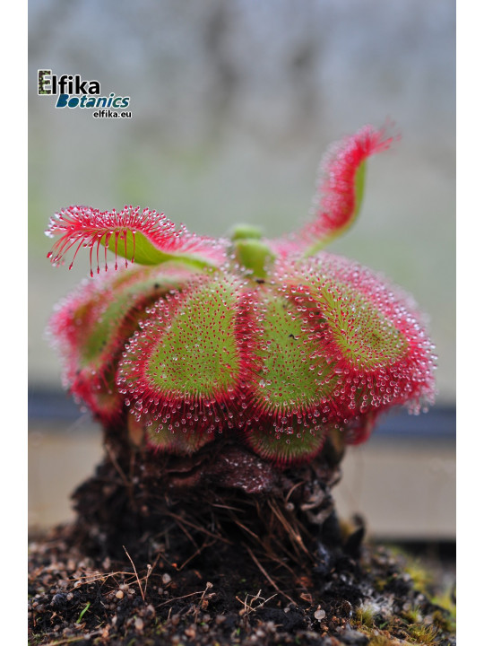 Drosera cuneifolia Table Mountain