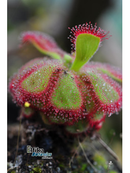 Drosera cuneifolia Table Mountain