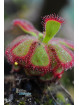 Drosera cuneifolia Table Mountain