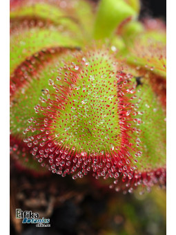 Drosera cuneifolia Table Mountain
