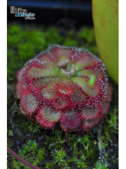 Drosera admirabilis