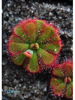 Drosera admirabilis