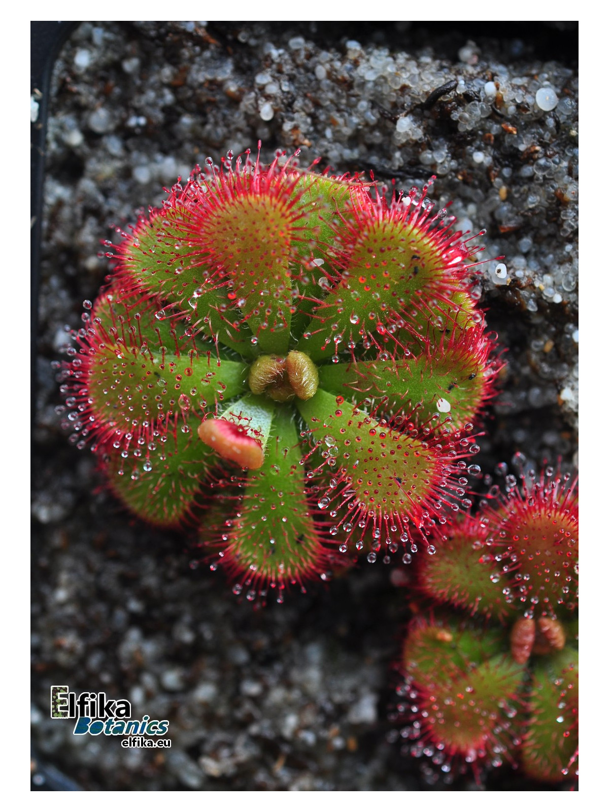 Drosera admirabilis