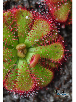 Drosera admirabilis