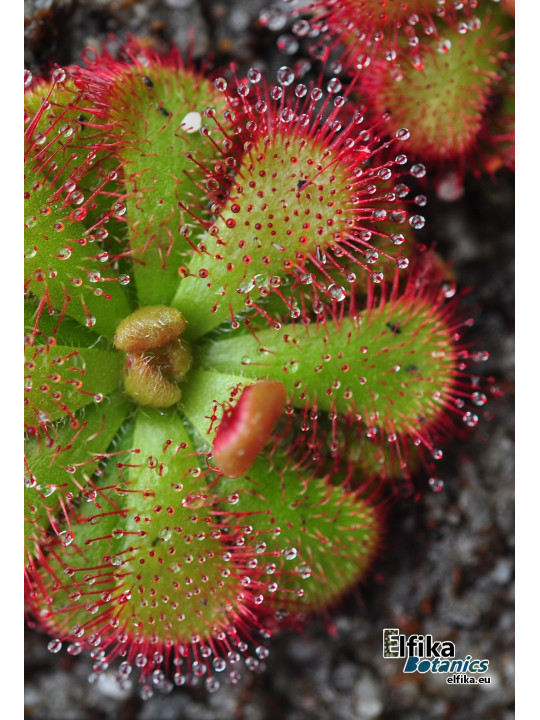 Drosera admirabilis