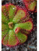 Drosera admirabilis