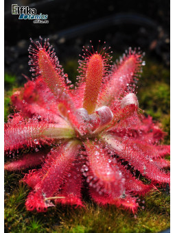 Drosera graomogolensis Itacambira