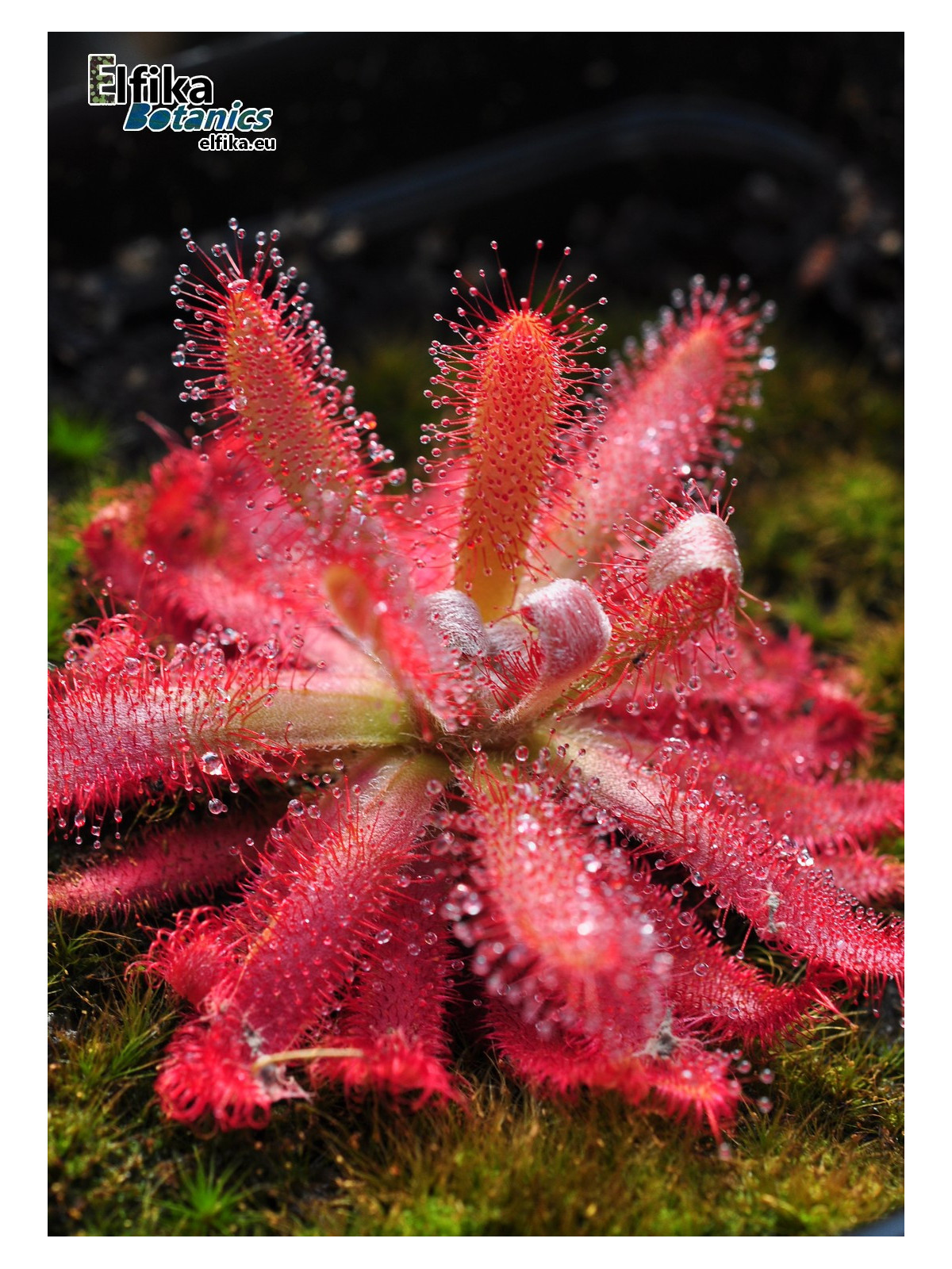 Drosera graomogolensis Itacambira