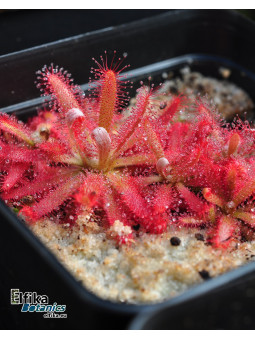 Drosera graomogolensis Itacambira