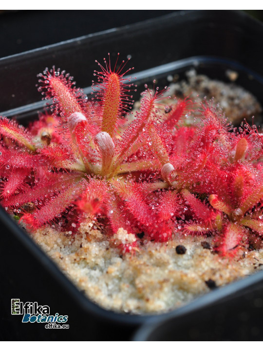 Drosera graomogolensis Itacambira