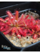 Drosera graomogolensis Itacambira