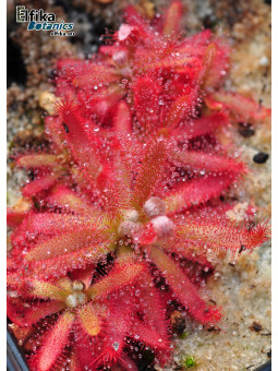 Drosera graomogolensis Itacambira