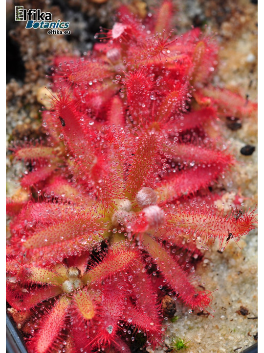 Drosera graomogolensis Itacambira