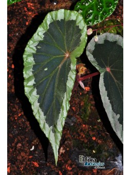 Begonia aff. baramensis (EBc1)