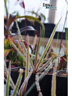 Drosera regia (JJL clone)