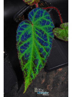 Begonia sp. Langkat Retic