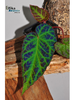 Begonia sp. Langkat Retic