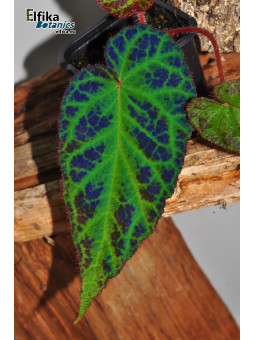 Begonia sp. Langkat Retic
