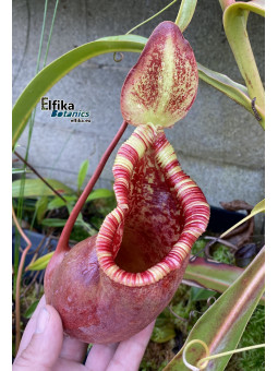 Nepenthes (ventricosa x sibuyanensis ) x Trusmadiensis (male)