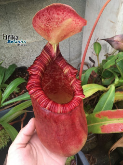 Nepenthes (ventricosa x sibuyanensis ) x Trusmadiensis (male)
