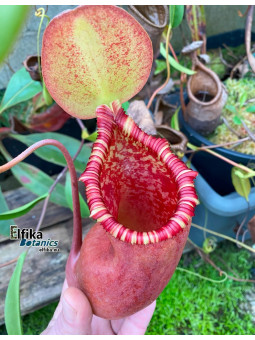Nepenthes (ventricosa x sibuyanensis ) x Trusmadiensis (male)