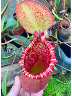 Nepenthes (ventricosa x sibuyanensis ) x Trusmadiensis (male)