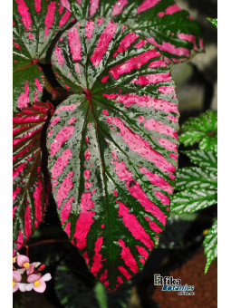 Begonia brevirimosa ssp. exotica
