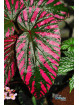 Begonia brevirimosa ssp. exotica