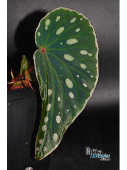 Begonia sp. Umbrella x nothobaramensis (gxEB24)