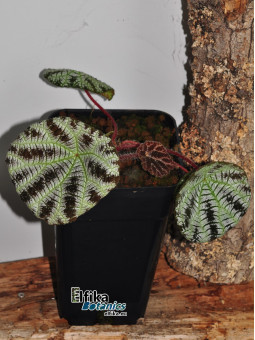 Begonia arachnoidea (White morph)