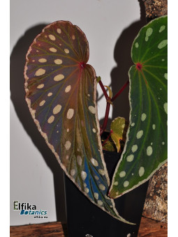 Begonia sp. Umbrella x nothobaramensis (gxEB24)