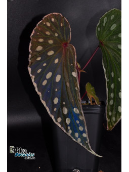 Begonia sp. Umbrella x nothobaramensis (gxEB24)