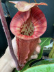 Nepenthes rajah x (burbidgeae x villosa)