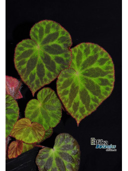 Begonia luzhaiensis