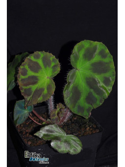 Begonia sp. Langson Mosaic