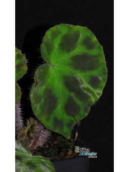 Begonia sp. Langson Mosaic