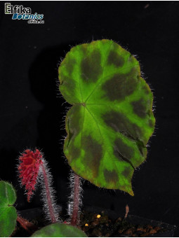 Begonia sp. Langson Mosaic