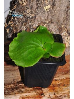 Platycerium coronarium