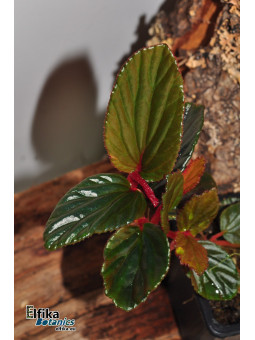 Begonia inggitiae