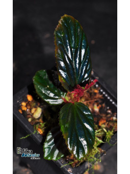 Begonia inggitiae
