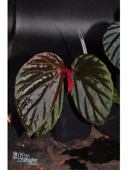 Begonia sp. Black Metallic x metallicolor (gxEB23)