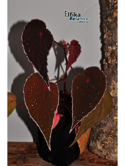 Begonia dinhdui x nothobaramensis (gxEB23)