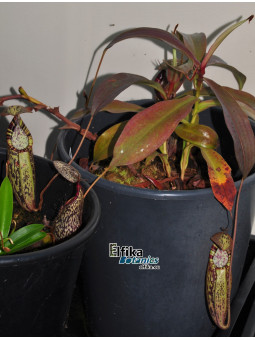Nepenthes spectabilis Bandahara (male)