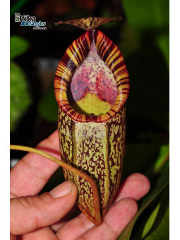 Nepenthes spectabilis Bandahara (male)