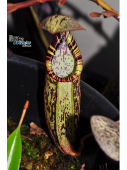 Nepenthes spectabilis Bandahara (male)