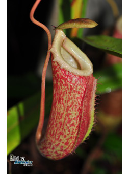 Nepenthes sp. tenuidon (fem)