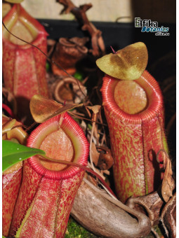 Nepenthes sp. tenuidon (fem)