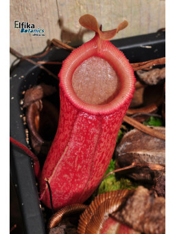 Nepenthes sp. tenuidon (fem)